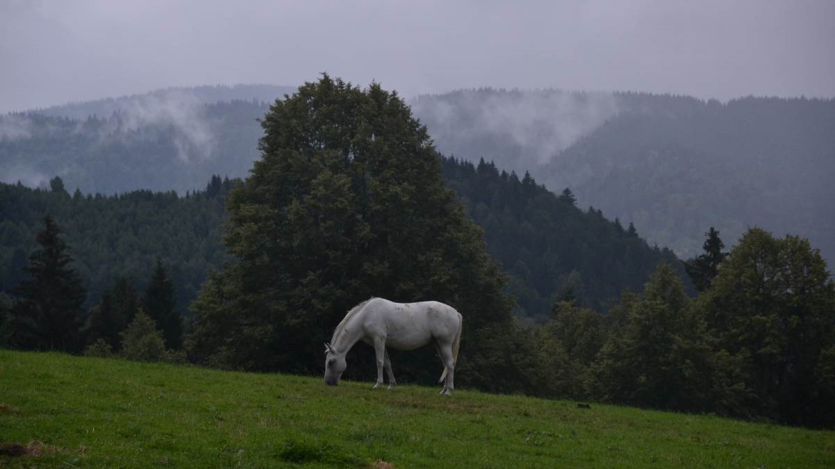 Carpathian Landscapes